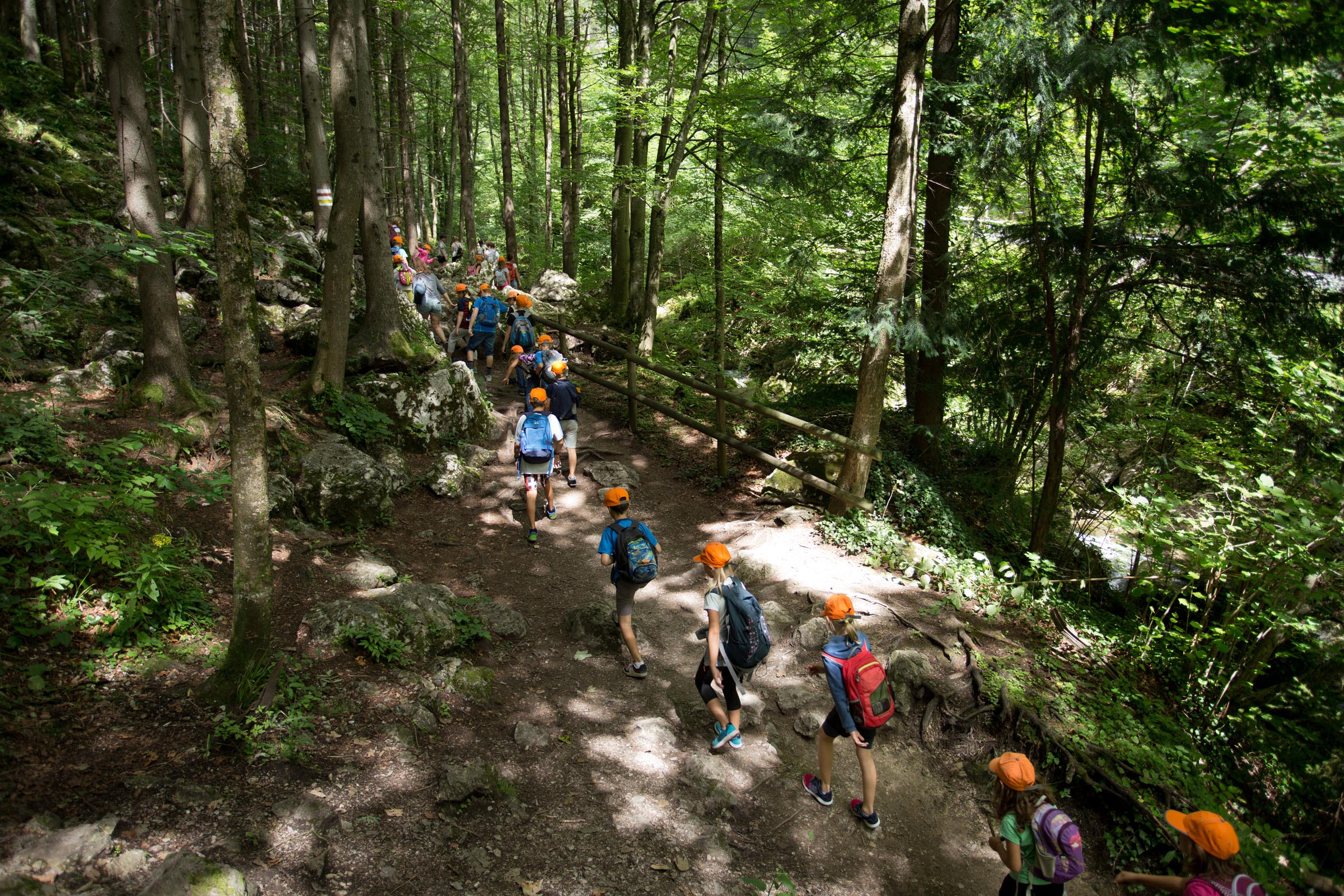 Students Hiking In The Forest